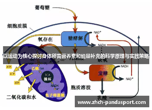 以运动为核心探讨身体所需营养素和能量补充的科学原理与实践策略